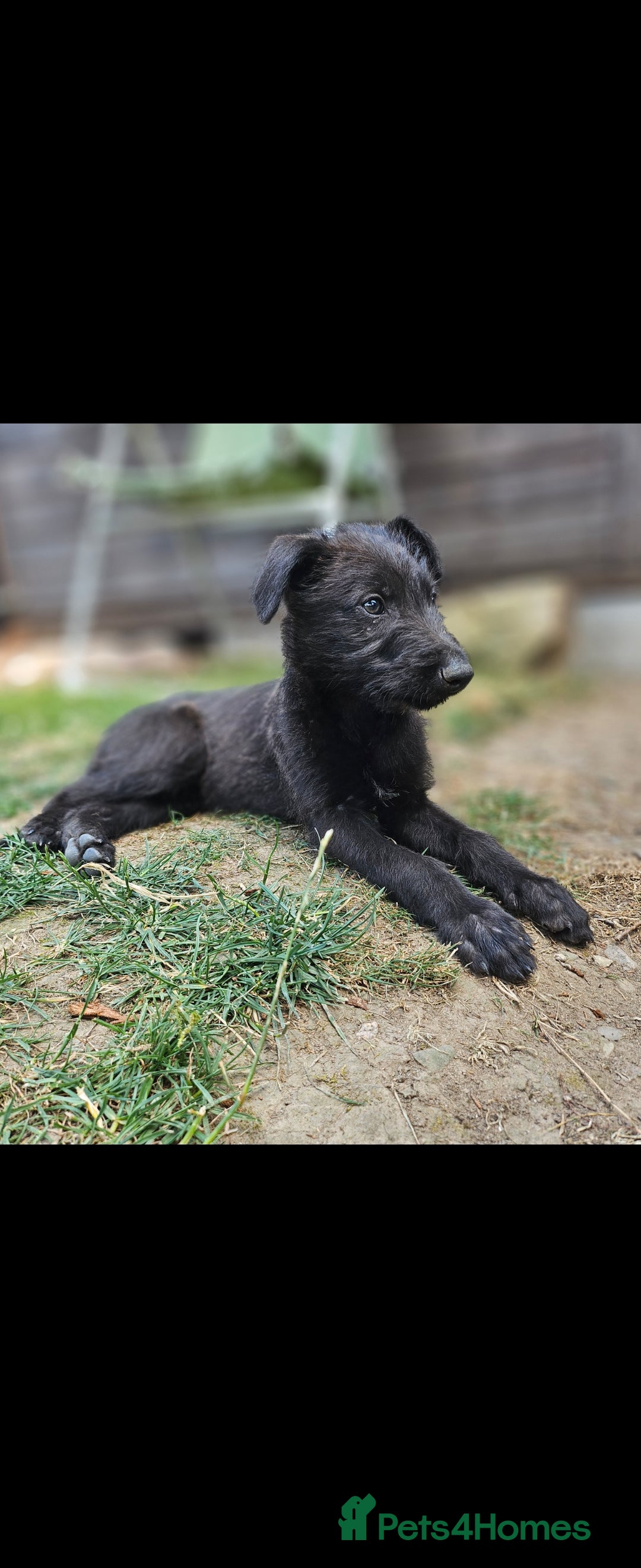 Lurcher dogs for sale: Deerhound Greyhound x deerhound Greyhound f1 - Image 20
