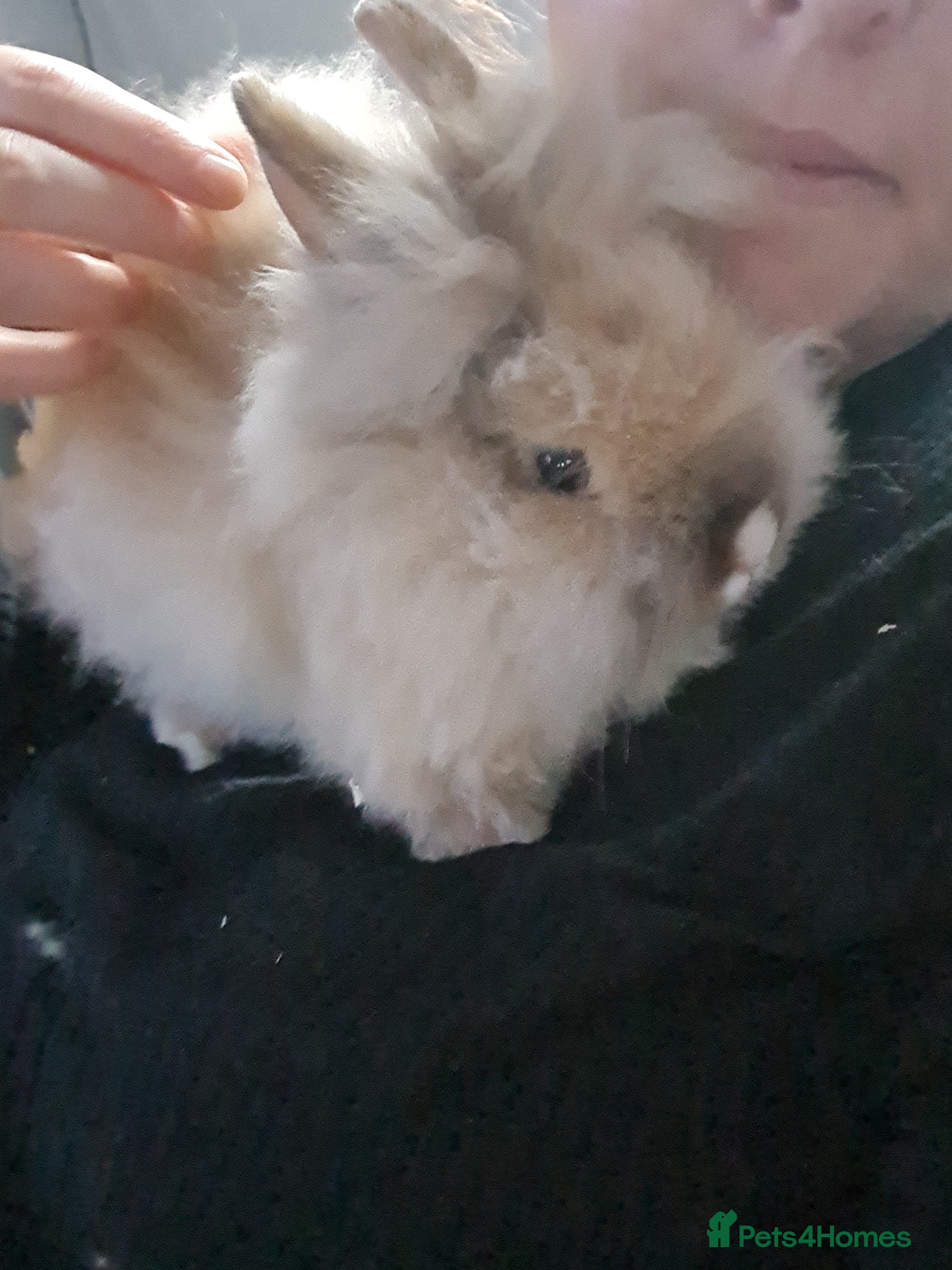 Angora rabbits Angora bunny - Advert 4