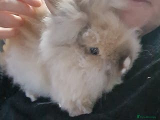 Angora rabbits Angora bunny - Advert 1