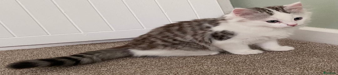 Mixed Breed Kitten 1