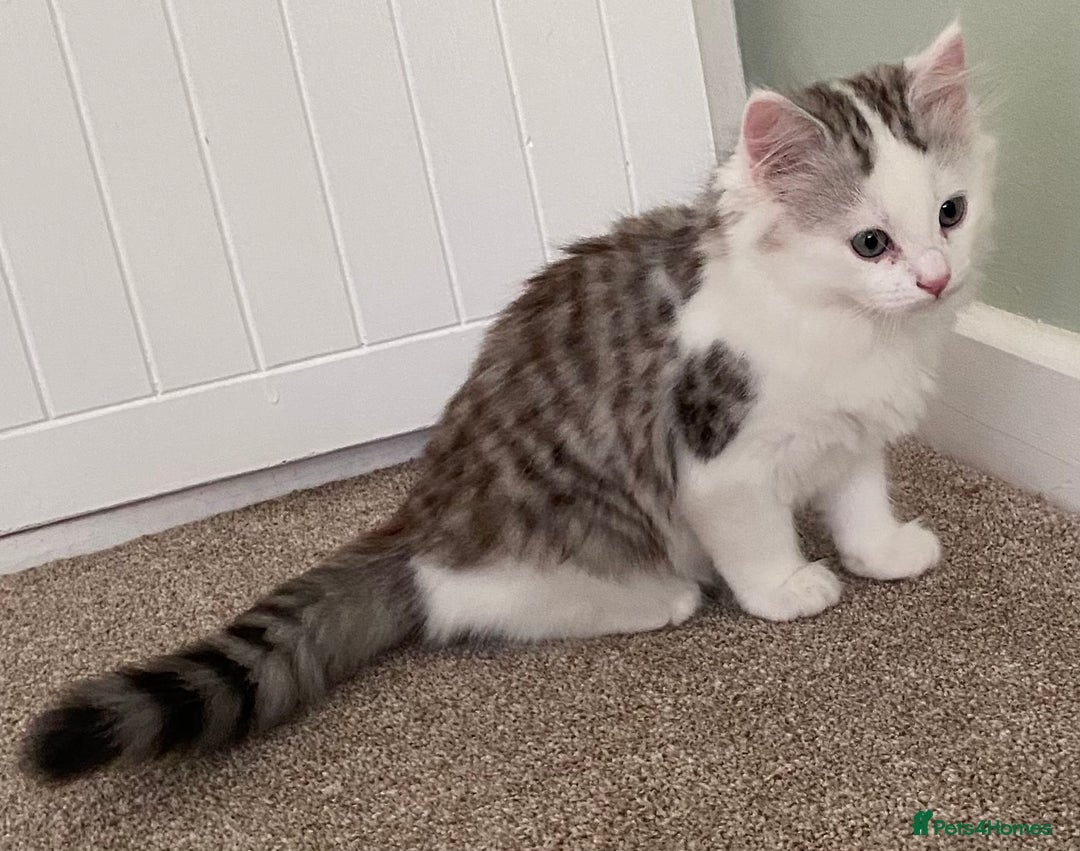 Mixed Breed cats for sale: Beautiful grey and white fluffy boys - Image 4