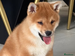 Japanese Shiba Inu dogs KC registered red Shiba Inu puppy clear DNA - Advert 2