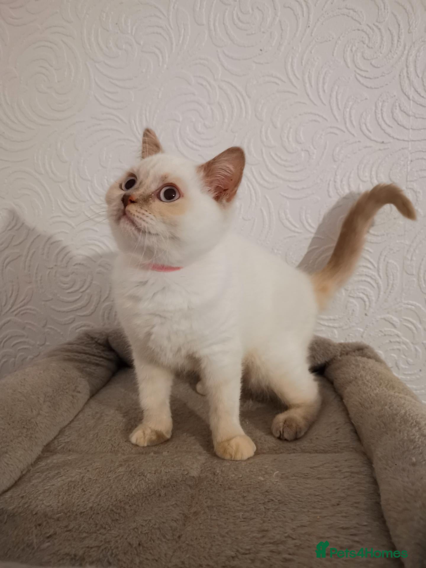 British Shorthair cats Stunning pedigree British Shorthair kittens - Advert 2