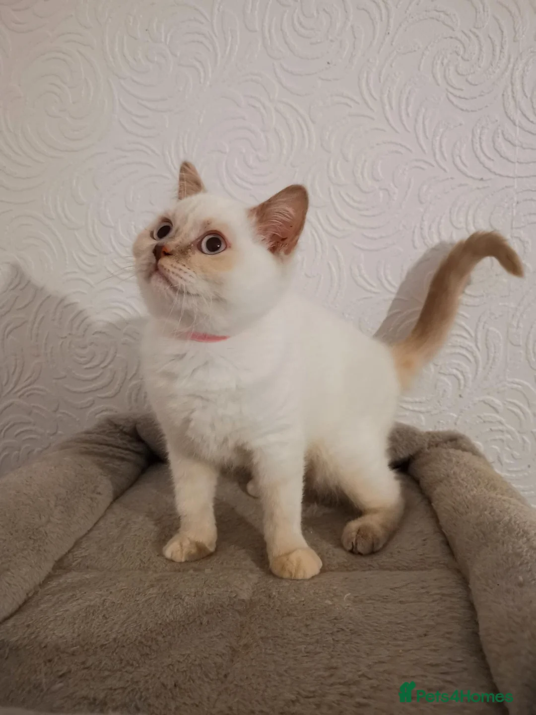 British Shorthair cats for sale: Stunning pedigree British Shorthair kittens - Advert 2