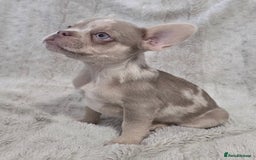 French Bulldog dogs for sale: French Bulldog Puppies - Image 9