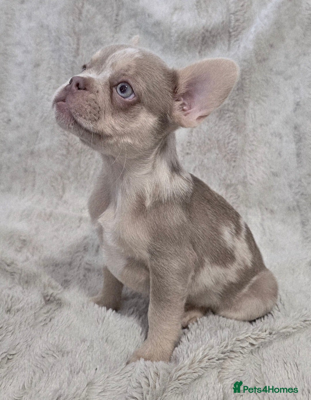 French Bulldog dogs for sale: French Bulldog Puppies - Image 9