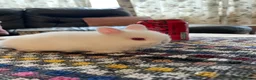 Netherland Dwarf rabbits for sale: Netherland Dwarf purebred Baby Rabbits NEW  - Advert 4