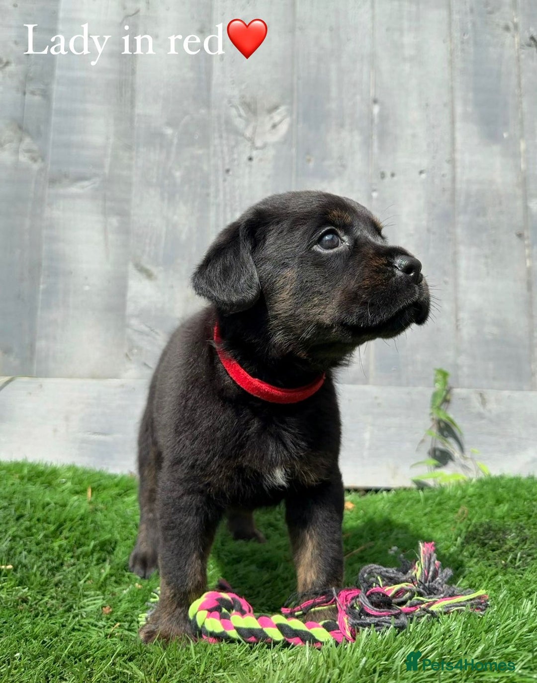 Mixed Breed dogs for sale: Gorgeous st weilers  - Image 12
