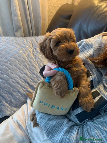 Cockapoo dogs - Advert 4