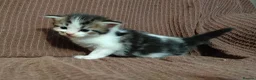 Maine Coon cats for sale: 3/4 maincoon kittens  - Advert 2