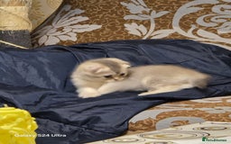 Scottish Fold cats for sale: Ready to leave cute kittens  - Image 7