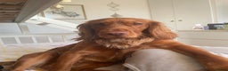 Cocker Spaniel dogs for stud: Red working cocker spaniel (champion bloodline)  - Advert 1