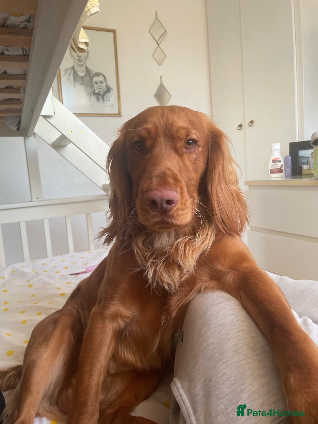 Cocker Spaniel dogs for stud: Red working cocker spaniel (champion bloodline)  - Advert 1