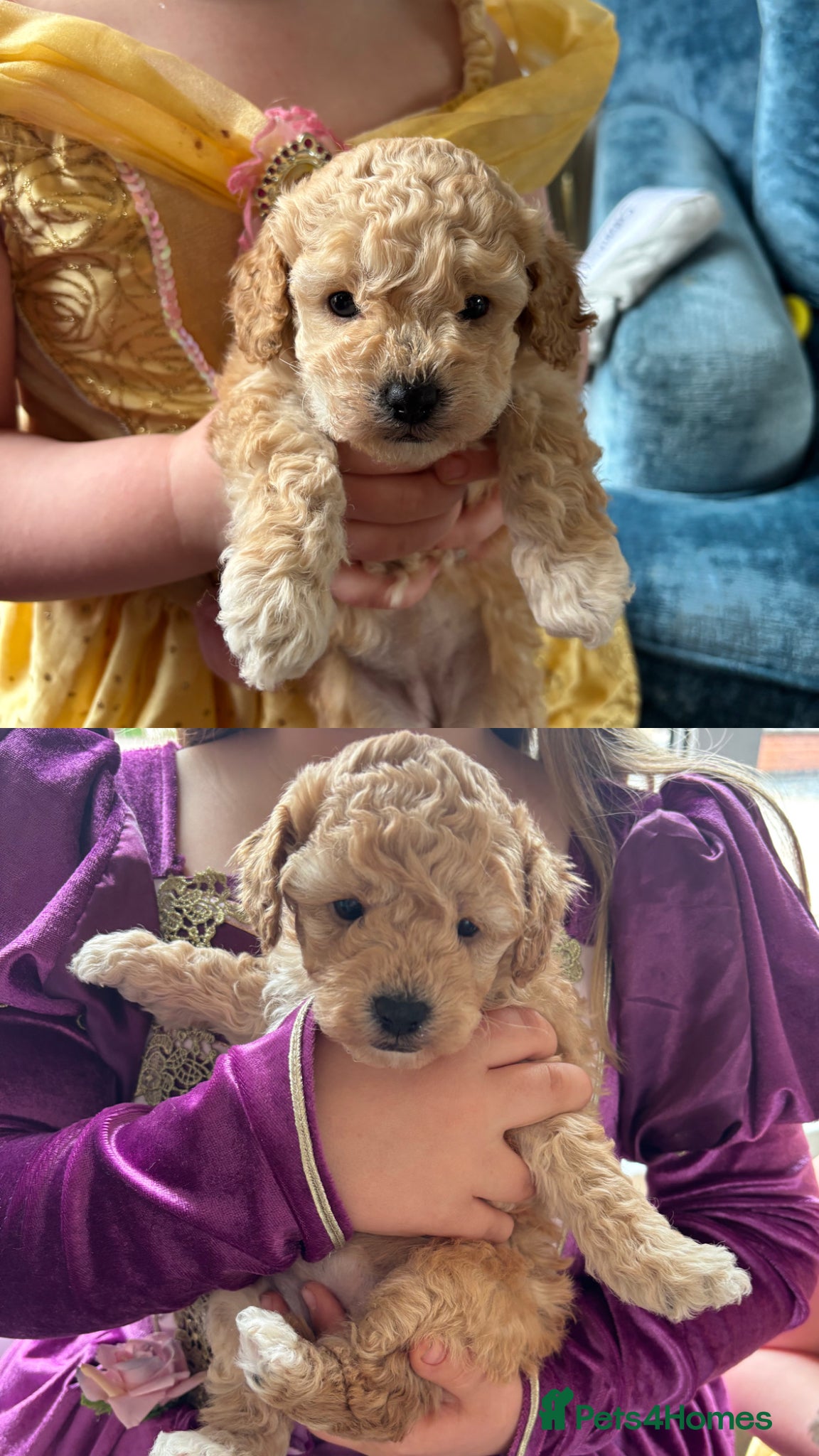 Toy Poodle dogs Litter of 2 beautiful Apricot girls  - Advert 7