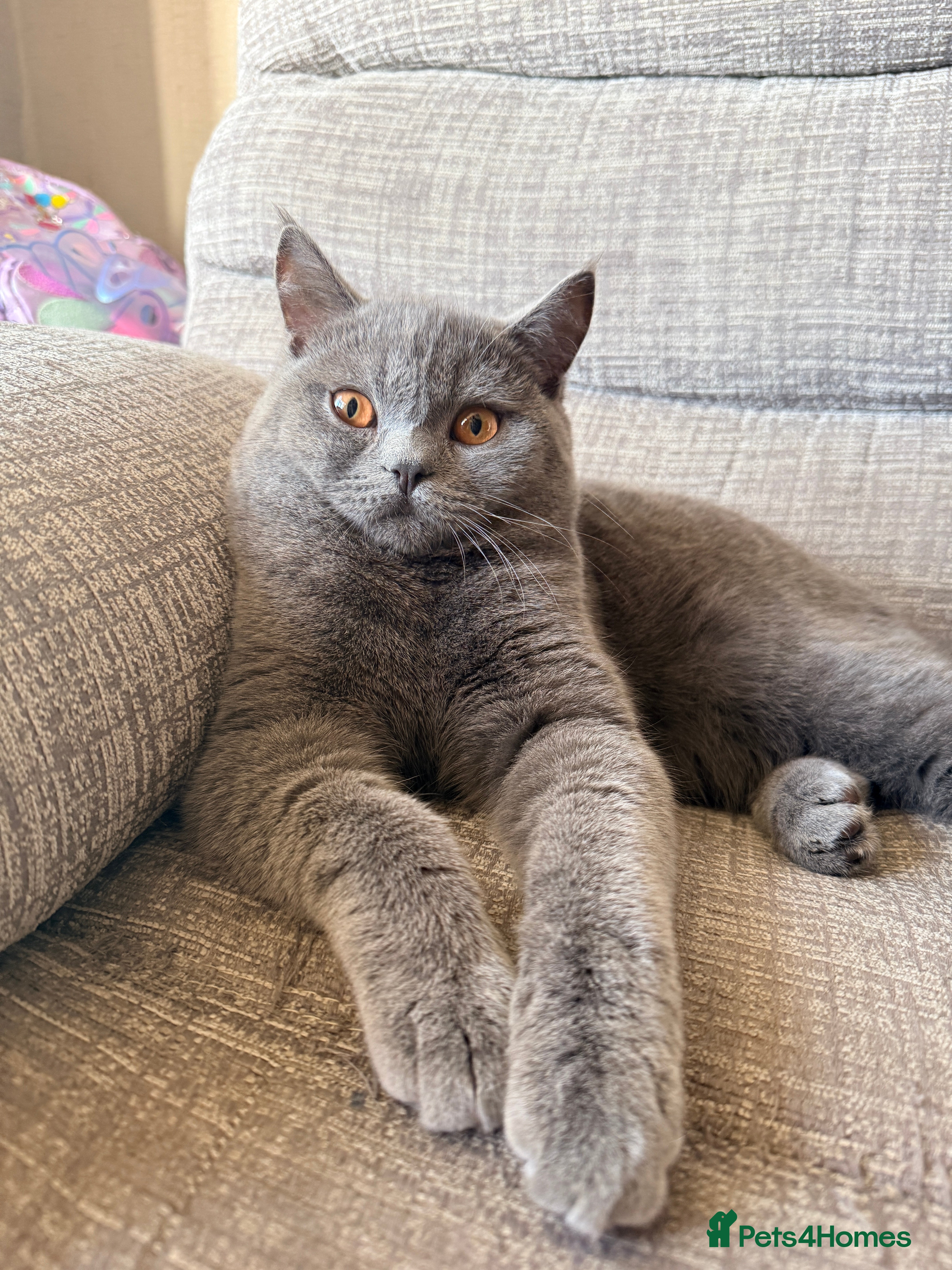 British Shorthair cats British short hair - Advert 5