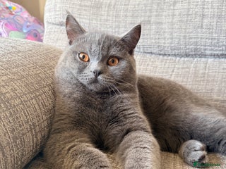 British Shorthair cats British short hair - Advert 2