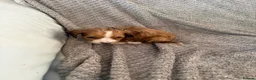Cocker Spaniel dogs for sale: Working cocker spaniels  - Advert 6