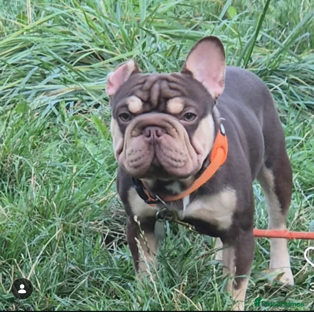 French Bulldog dogs for sale: Rojo and tan french bulldog  - Advert 1