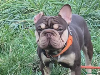 French Bulldog dogs Rojo and tan french bulldog - Advert 1