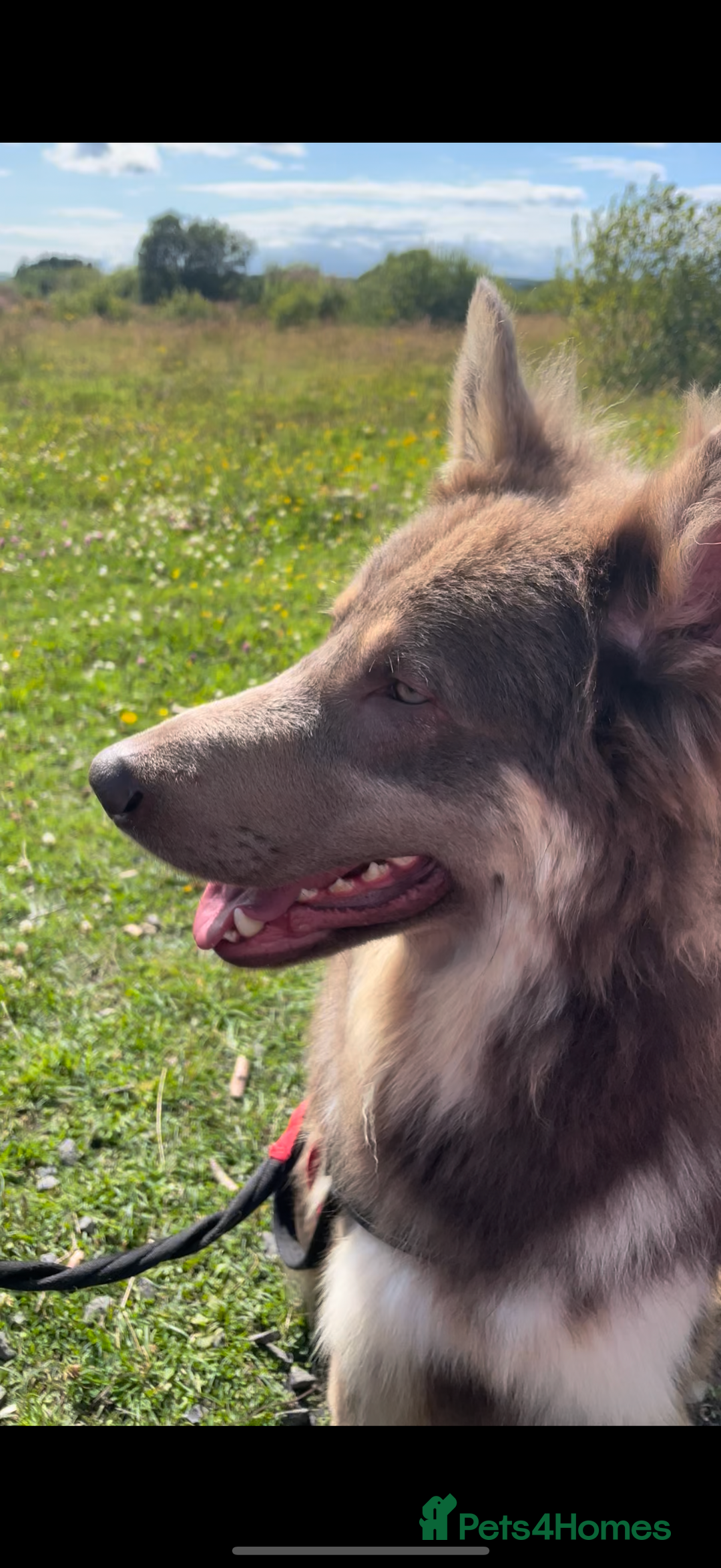 German Shepherd dogs for sale: German Shepherd Puppies  - Image 10