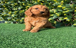 Cavapoo dogs for sale: Health checked Red cavapoo puppies - Image 1