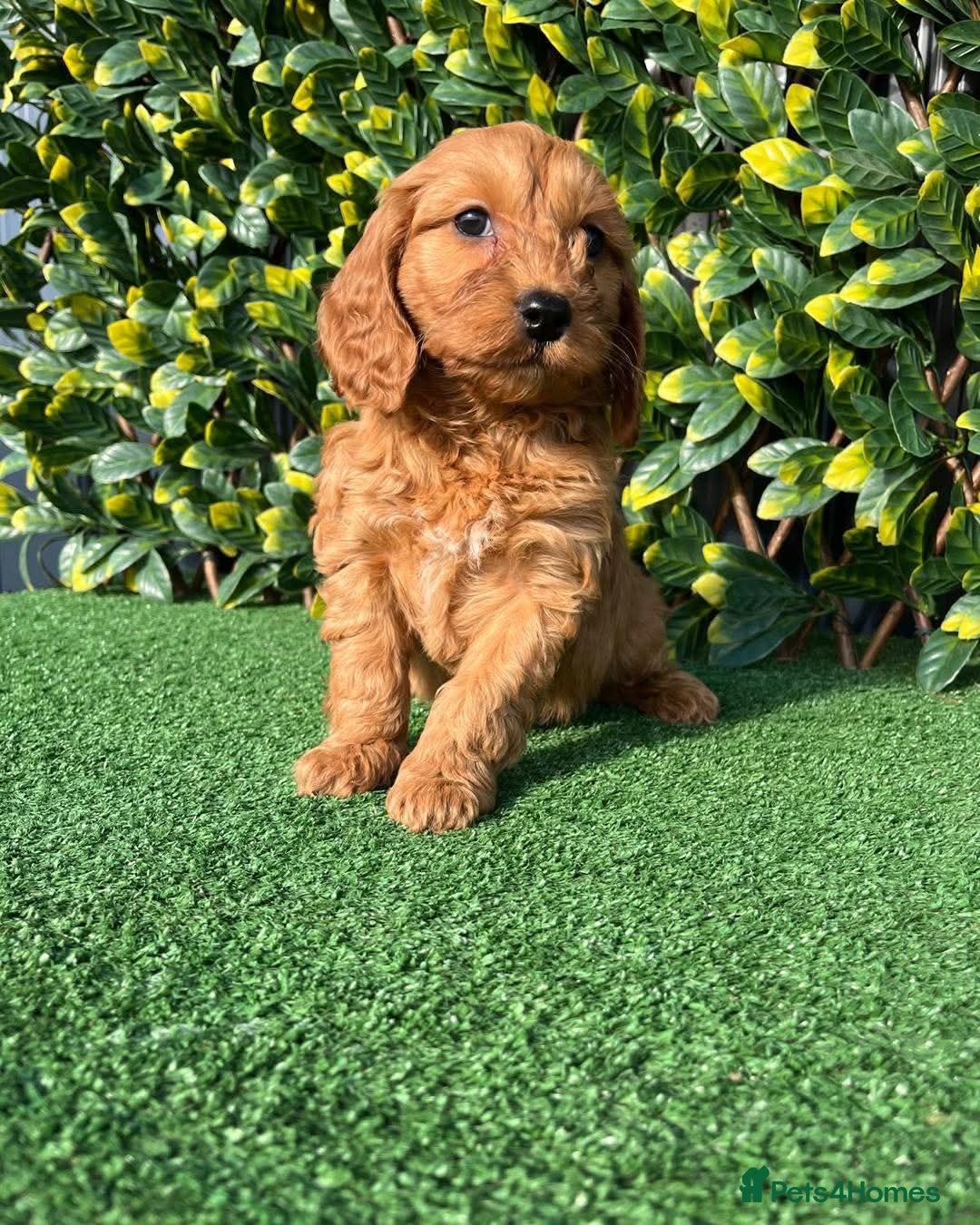 Cavapoo dogs for sale: Health checked Red cavapoo puppies - Image 1