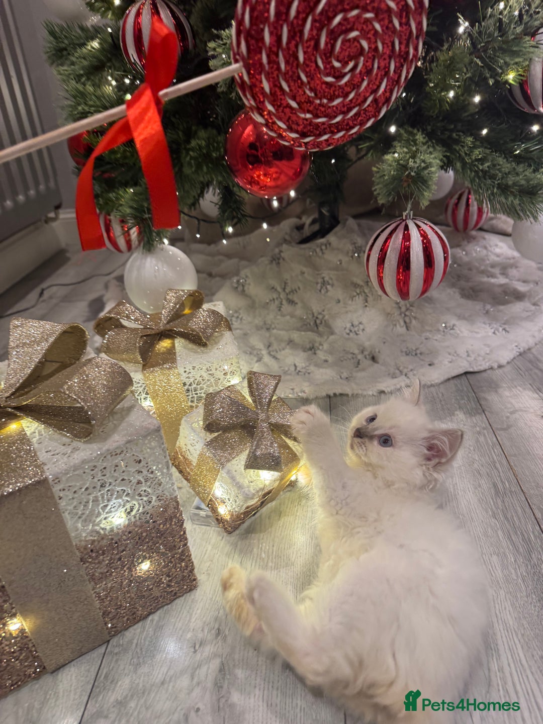 Ragdoll cats for sale: Ragdoll kittens  - Advert 5