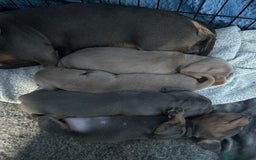 Miniature Dachshund dogs for sale: Stunning Mini Dachshund Puppies - Image 1