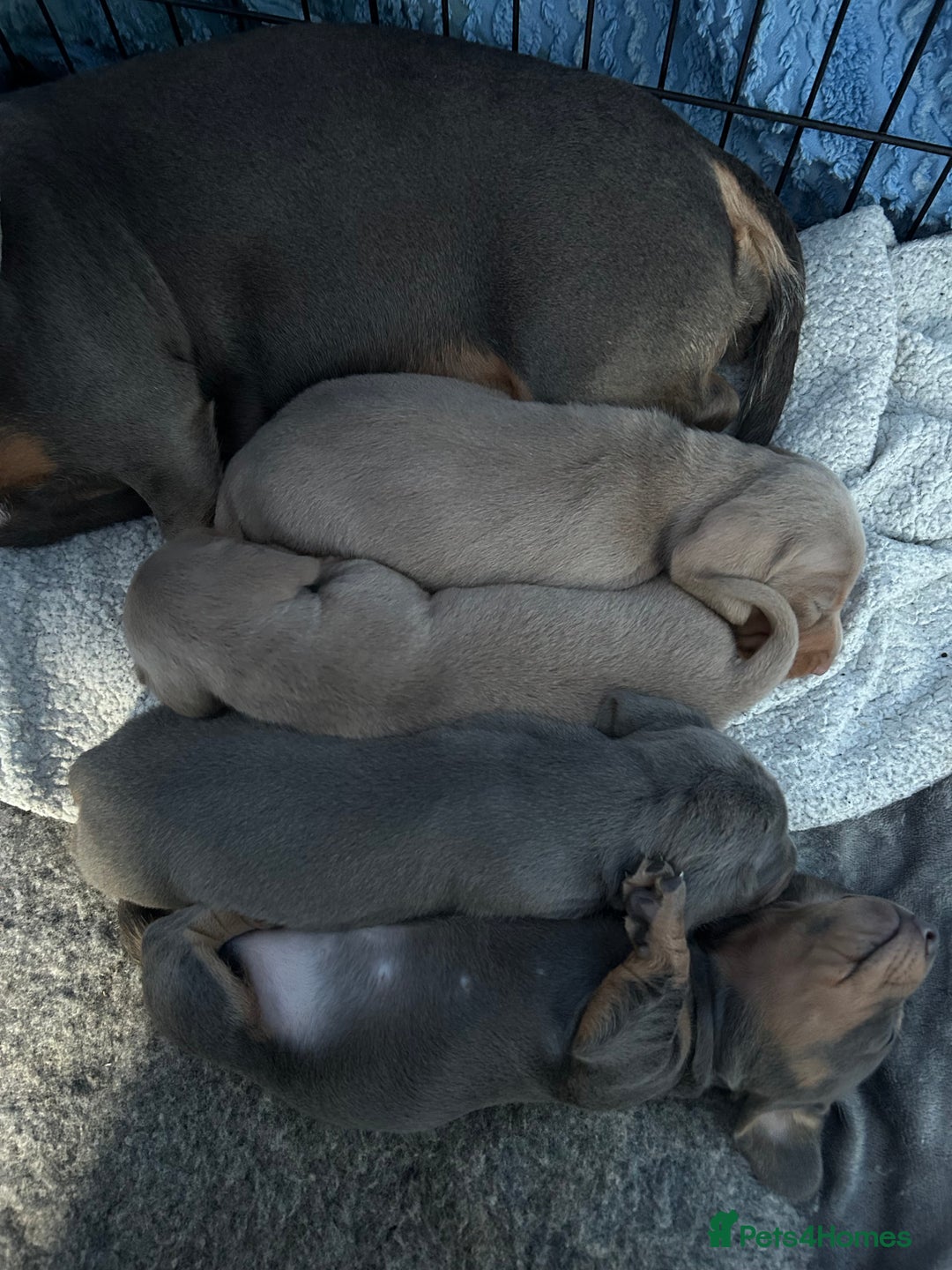 Miniature Dachshund dogs for sale: Stunning Mini Dachshund Puppies - Image 1