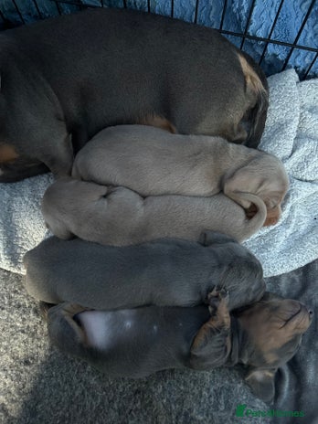 Miniature Dachshund dogs - Advert 11