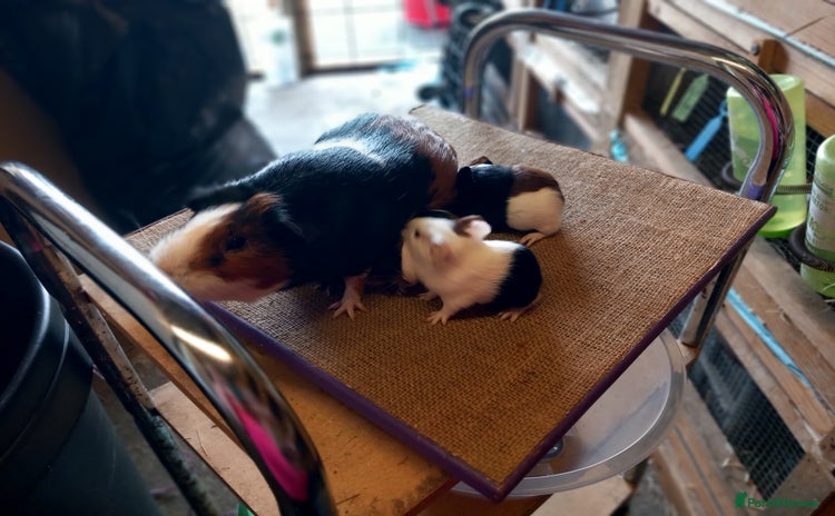 Guinea Pig rodents - Advert 4