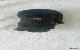 Cocker Spaniel dogs for sale: QUALITY COCKER SPANIAL PUPPIES VARIOUS COLOURS - Image 29