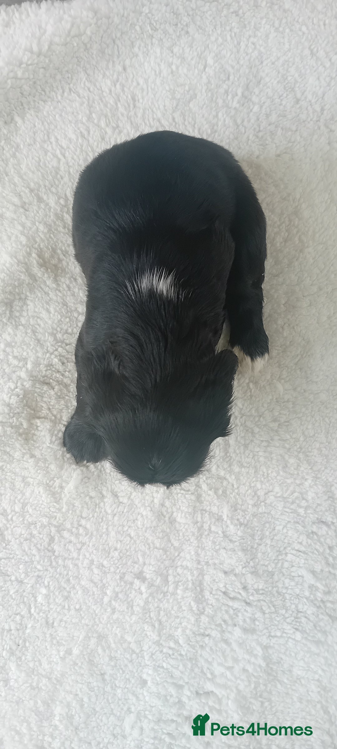 Cocker Spaniel dogs for sale: QUALITY COCKER SPANIAL PUPPIES VARIOUS COLOURS - Image 29