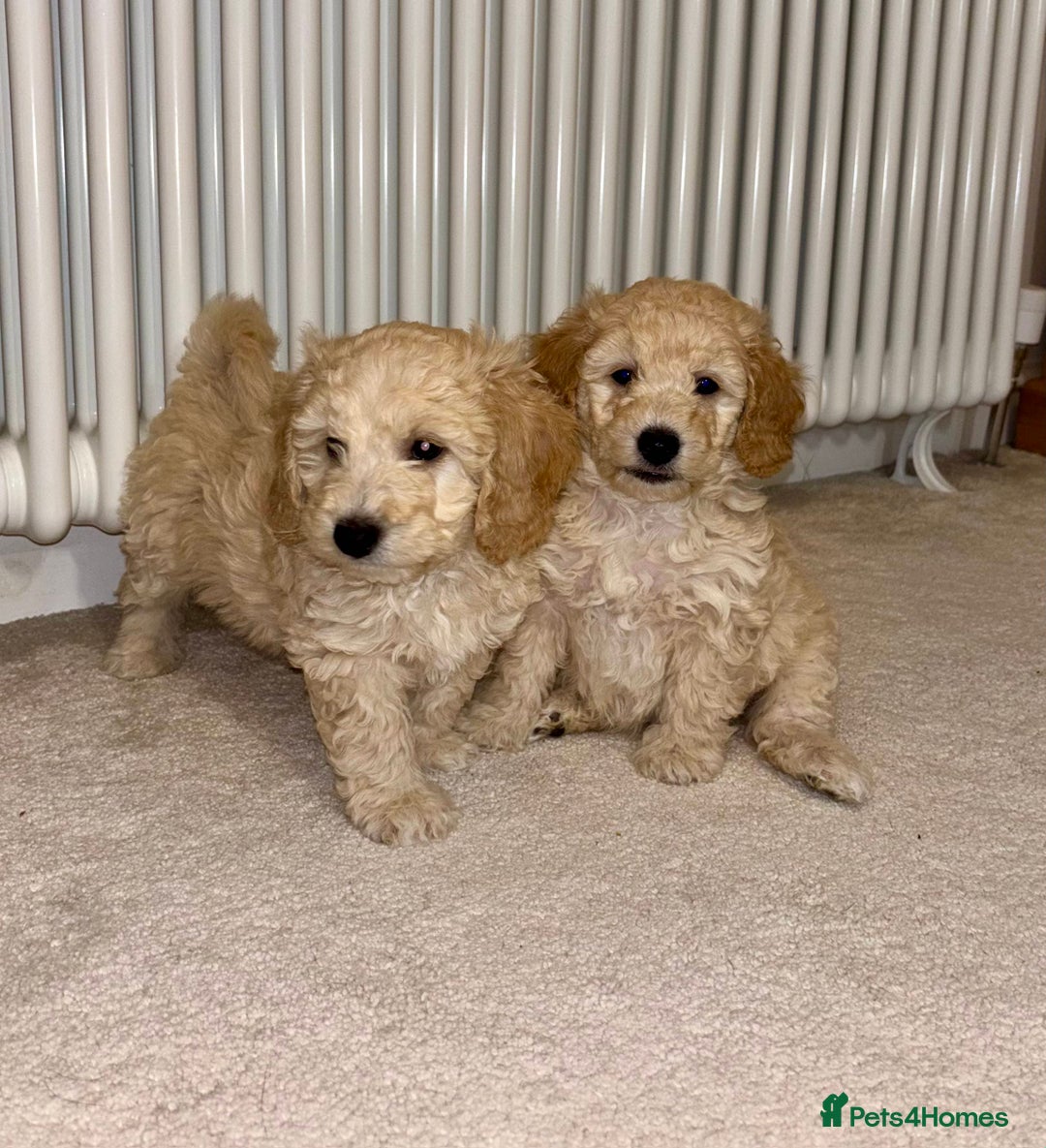 Poochon dogs for sale: Stunning Rare Phantom True Miniature Poochons - Advert 10