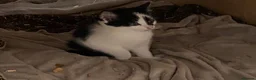 Mixed Breed cats for sale: Beautiful Kittens - Advert 9