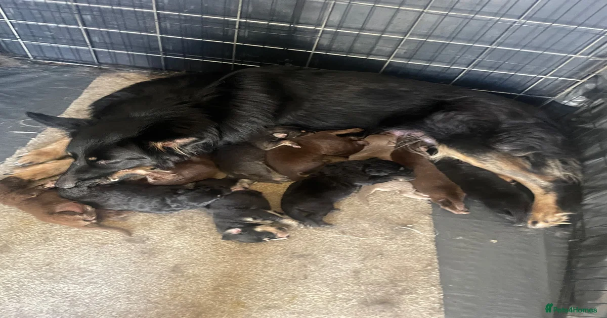 Liver isabella German Shepherd Puppies for sale | Pets4Homes