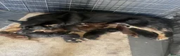 German Shepherd dogs for sale: Straight-Back German Shepherd Puppies  - Advert 1