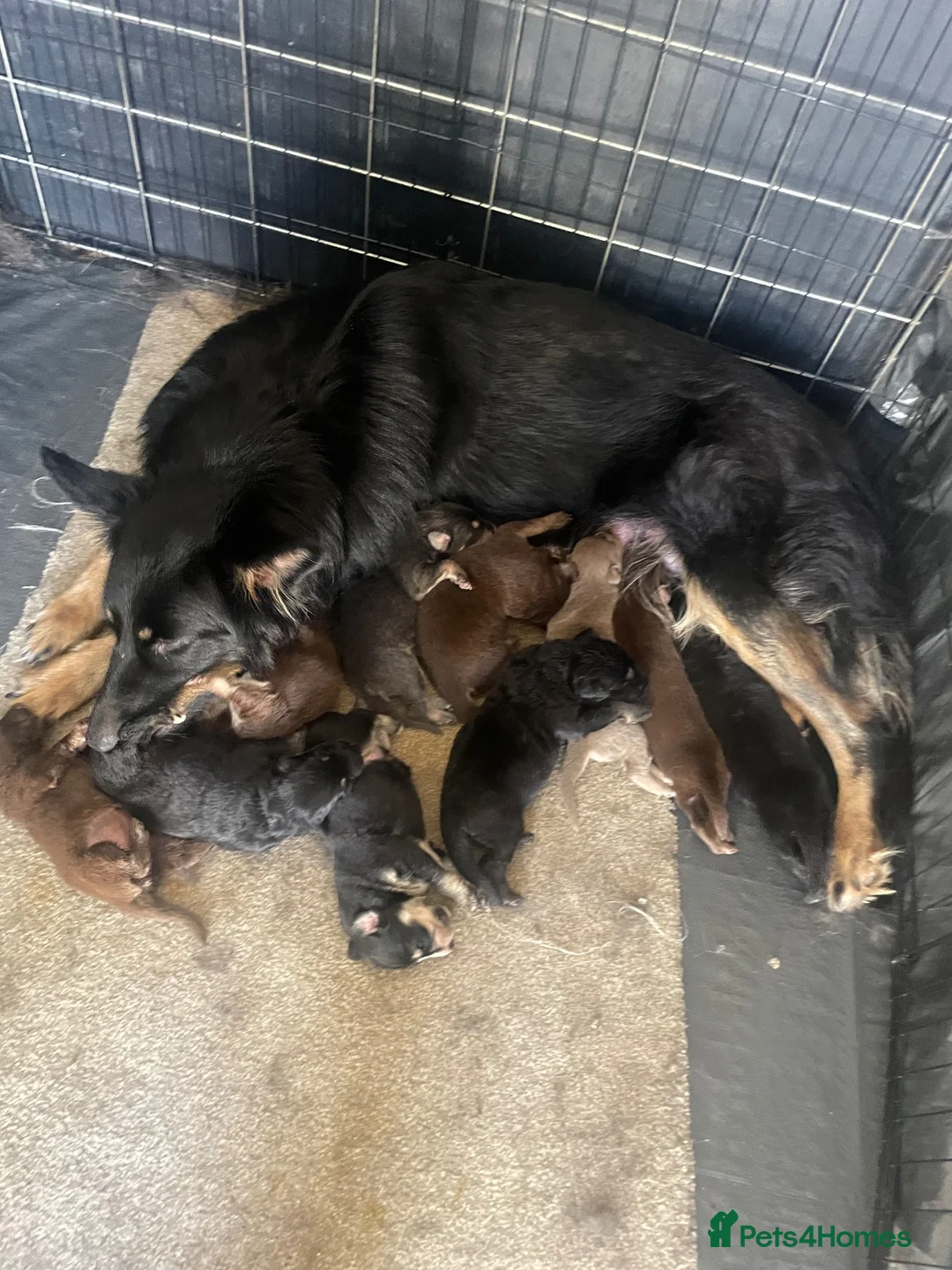 German Shepherd dogs for sale: Straight-Back German Shepherd Puppies  - Advert 1