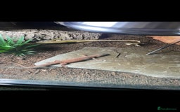 Monitor reptiles for sale: Ackie monitor for sale  - Image 4