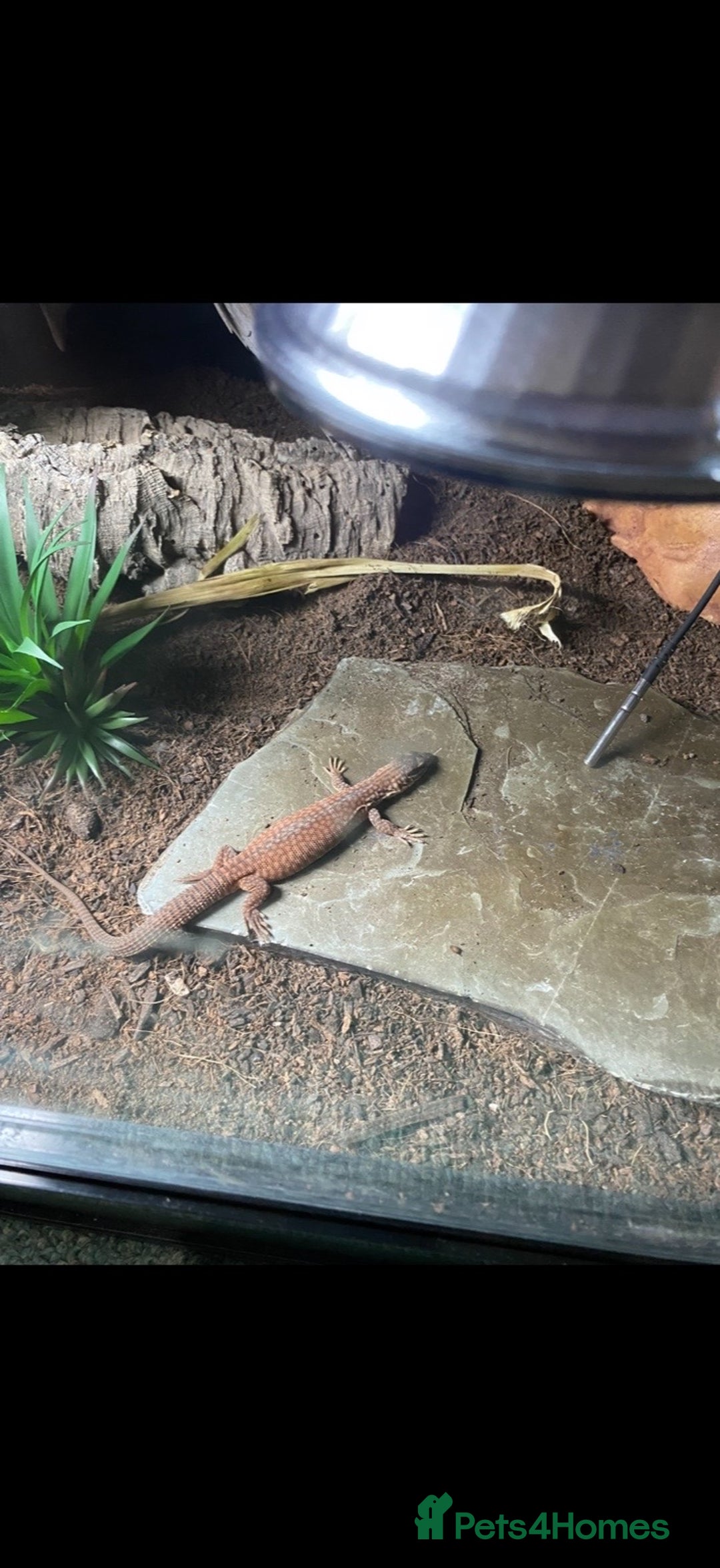 Monitor reptiles for sale: Ackie monitor for sale  - Image 4