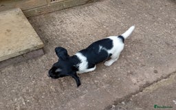 English Springer Spaniel dogs for sale: Working English Springer Spaniel  in Cullompton - Image 17