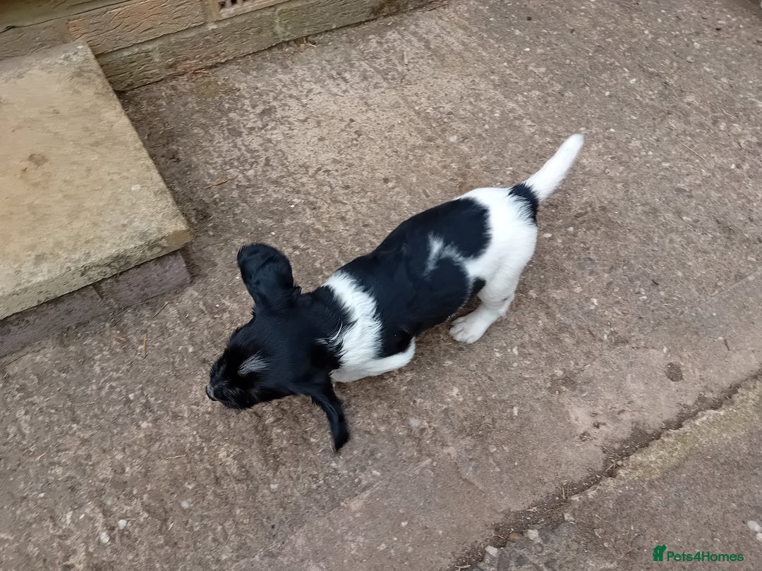 English Springer Spaniel dogs for sale: Working English Springer Spaniel  in Cullompton - Image 17