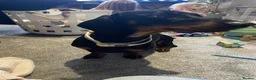Dachshund dogs for sale: Beautiful 18 month old Daxie boy - Advert 2