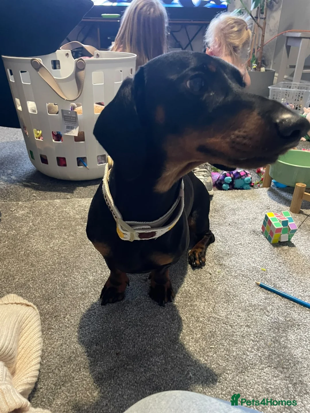 Dachshund dogs for sale: Beautiful 18 month old Daxie boy - Advert 2