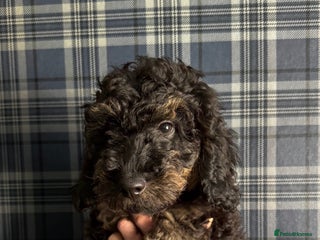 Toy Poodle dogs - Advert 32