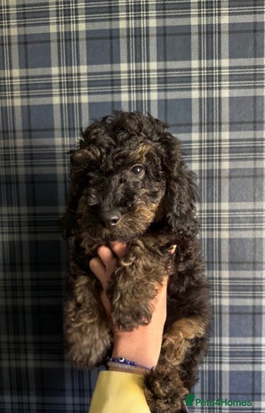 Toy Poodle dogs - Advert 5