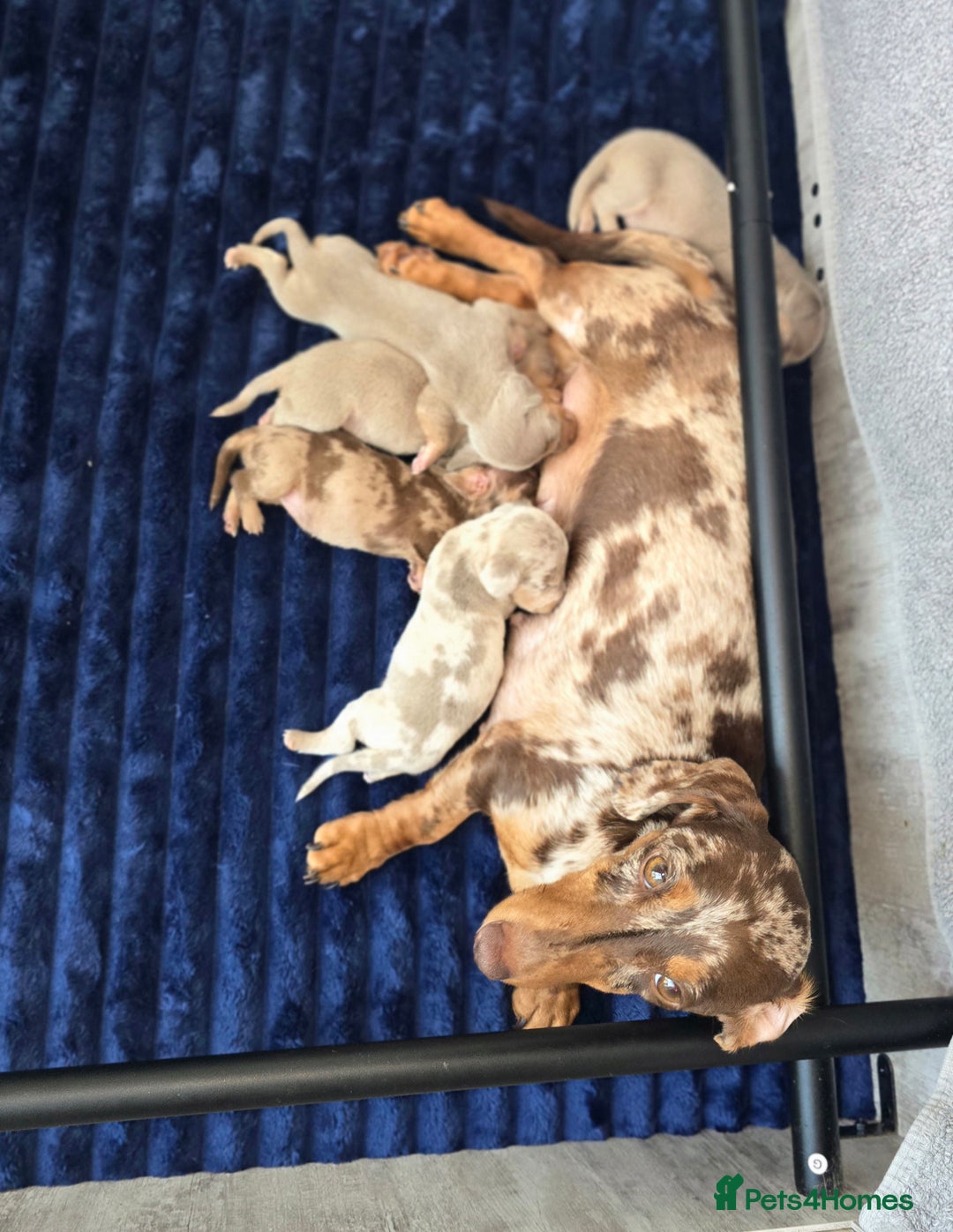 Miniature Dachshund dogs for sale: Mini dachahunds for sale  - Image 12