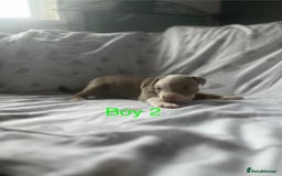Mixed Breed dogs for sale: Beautiful staffie cross bullmastiff puppies  - Image 4