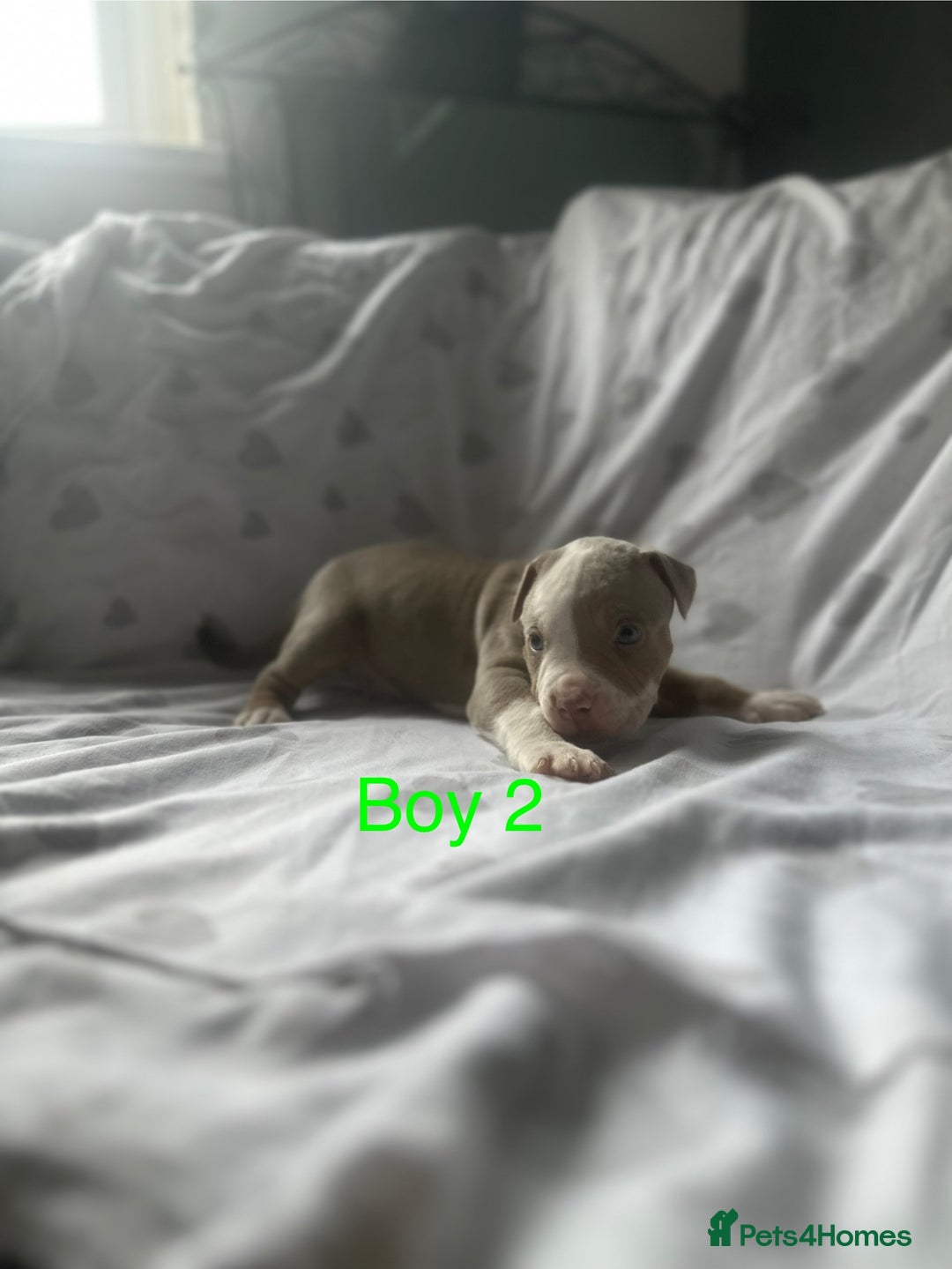 Mixed Breed dogs for sale: Beautiful staffie cross bullmastiff puppies  - Image 4
