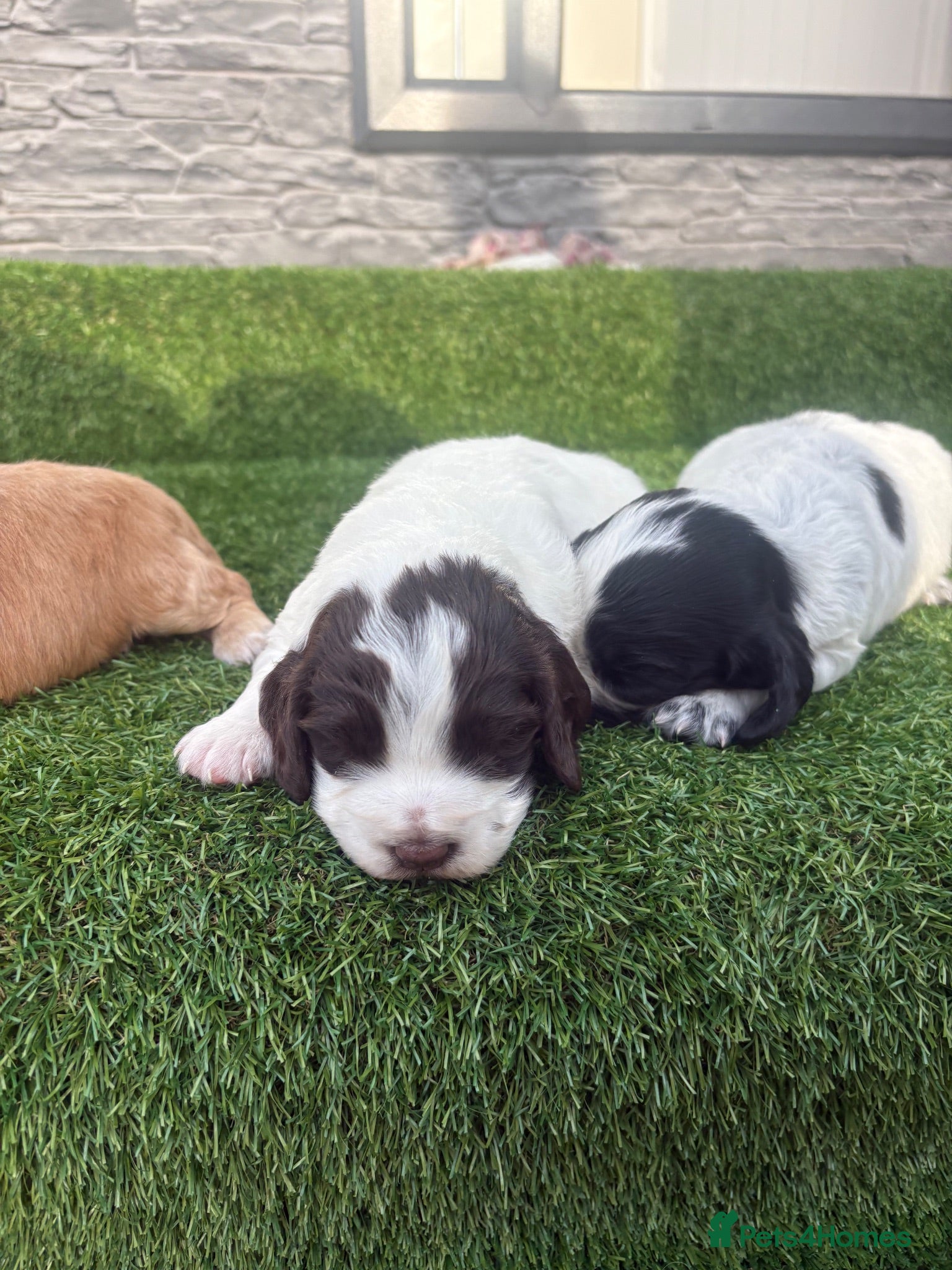 Cocker Spaniel dogs Cocker spaniel - Advert 18